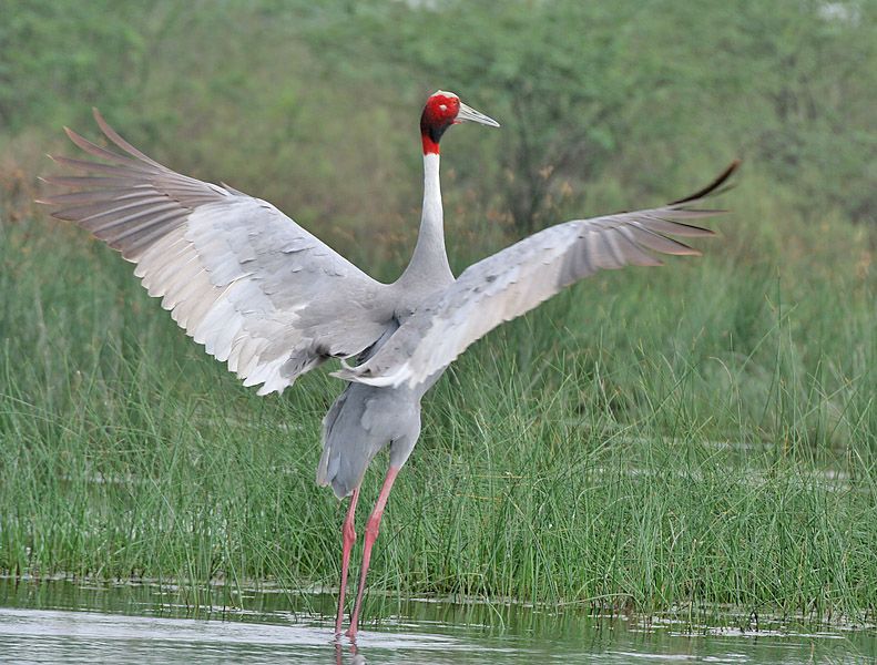 Sarus_Cranes_(Grus_antigone)-_In_Display_near_Hodal_I_Picture_2036.jpg