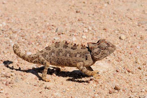 Camaleon_namaqua_cambia_de_color.jpg