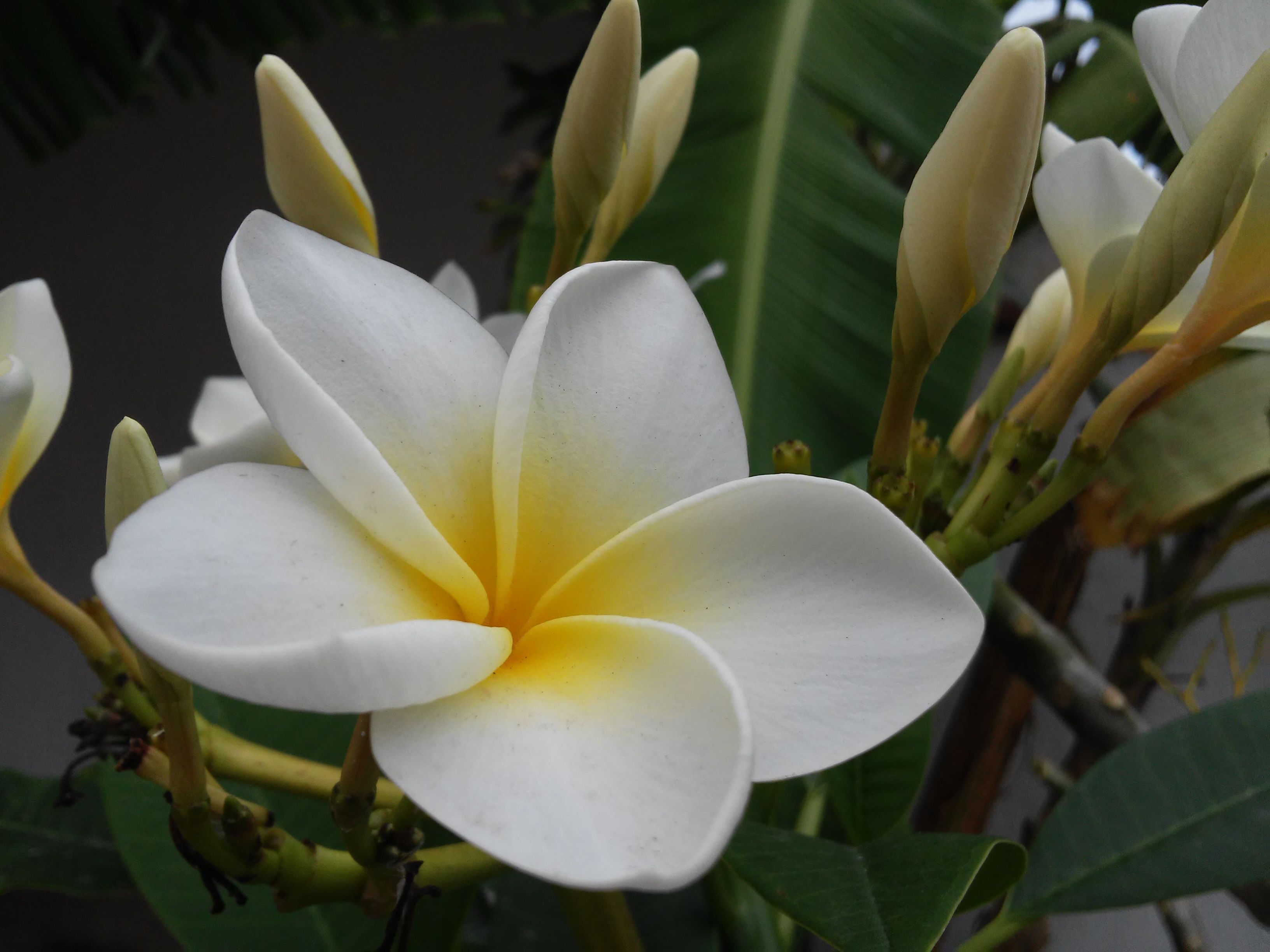 Una hermosa flor blanca de un jardín de Mérida, Yucatán — Steemit Una hermosa flor blanca de un jardín de Mérida, Yucatán — Steemit