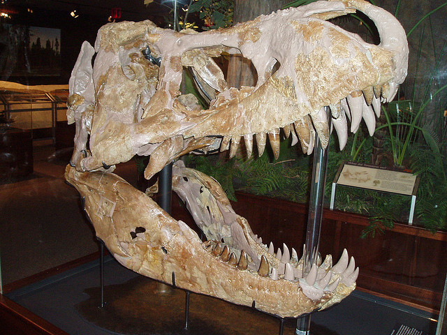 tyrannosaurus-cherep-1.jpg