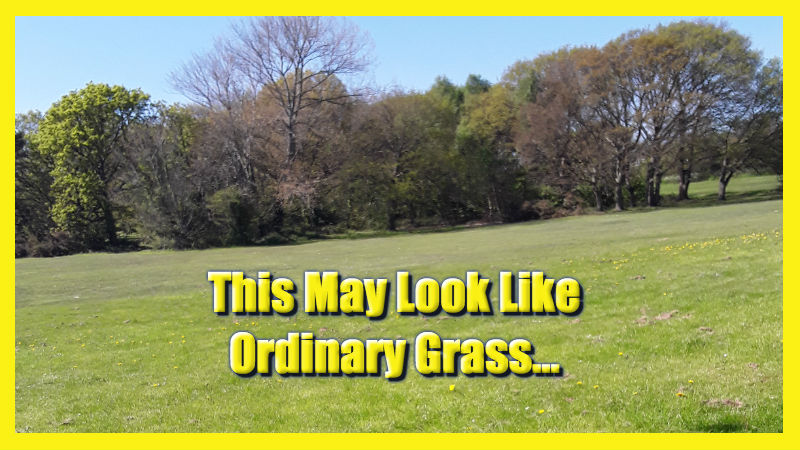 ordinary grass cover .jpg