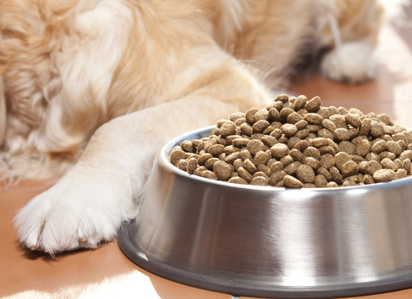 golden-retriever-dog-food-shutterstock_129309548.jpg