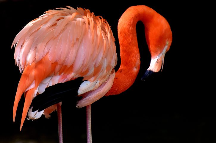 flamingo-3151912__480.jpg