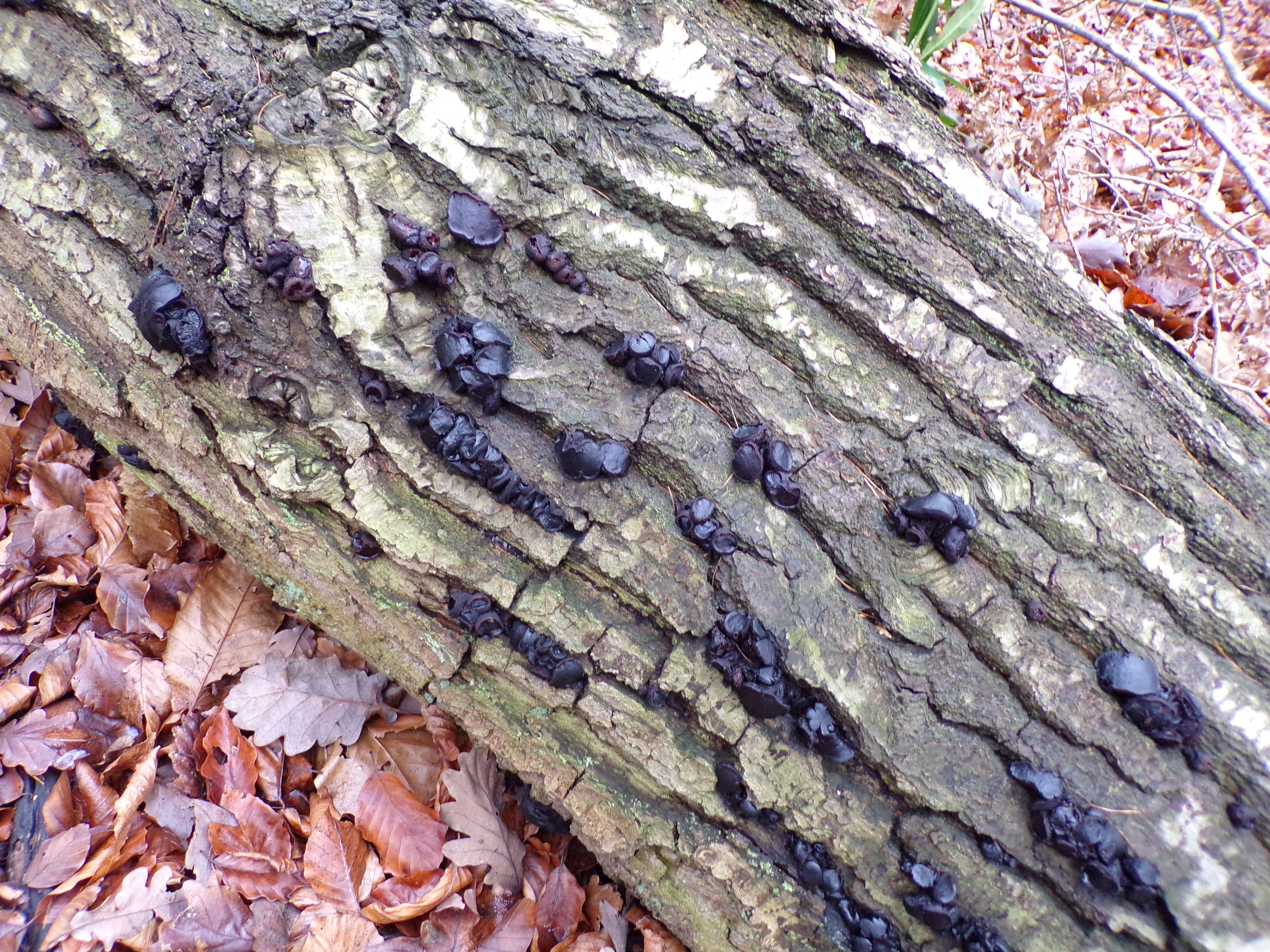 fungus trail 8.JPG