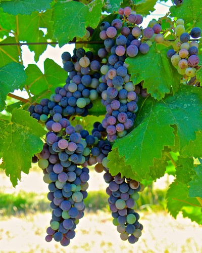 Affenthaler Grapes.jpg