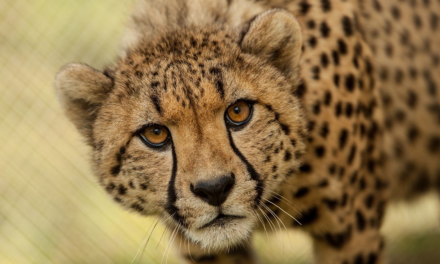 cheetah-002.jpg