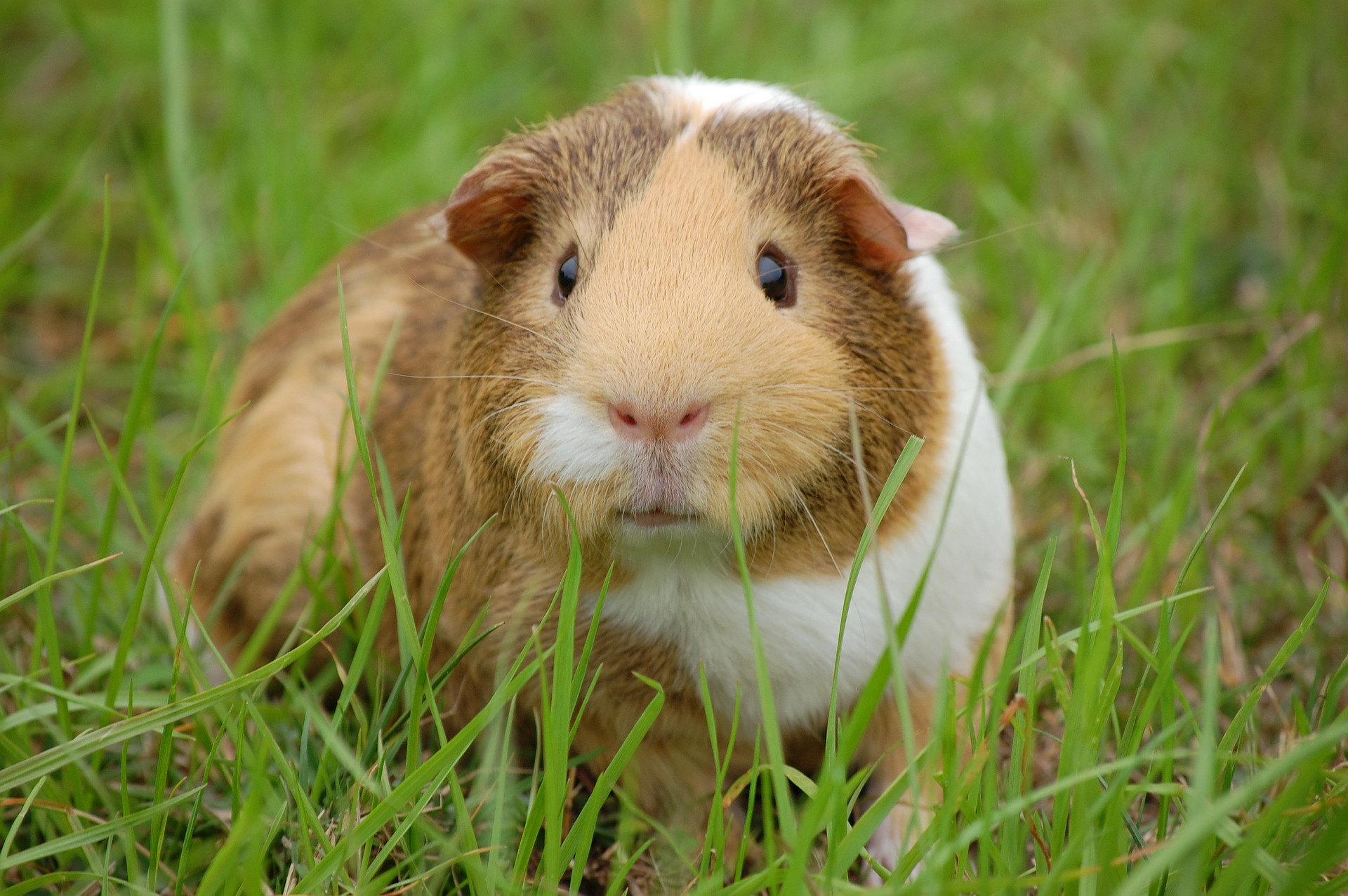 guinea-pig-242520_1920.jpg