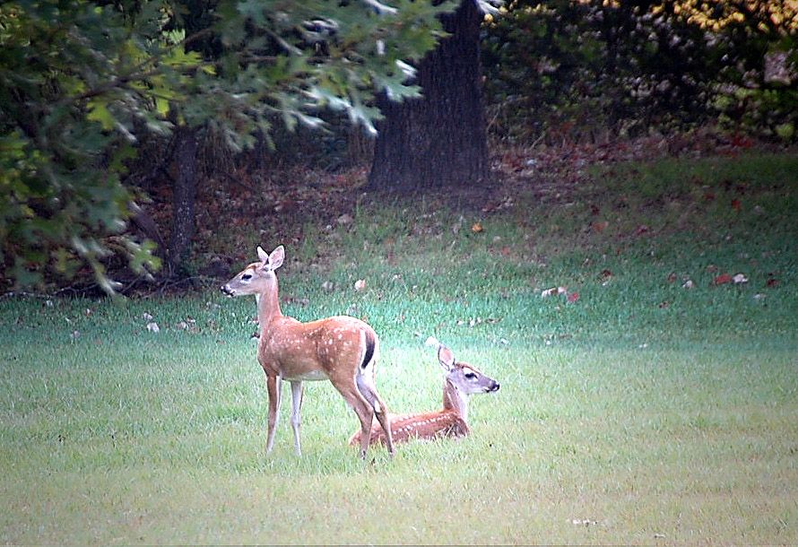 Deer in back yard.jpg