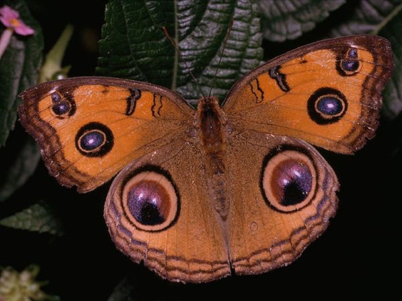 peacock-laman_Butterfly-picture3.jpg