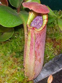 Nepenthes_truncata_highlandPitcher2.jpg