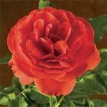 Trumpeter-Rose-150x150.jpg