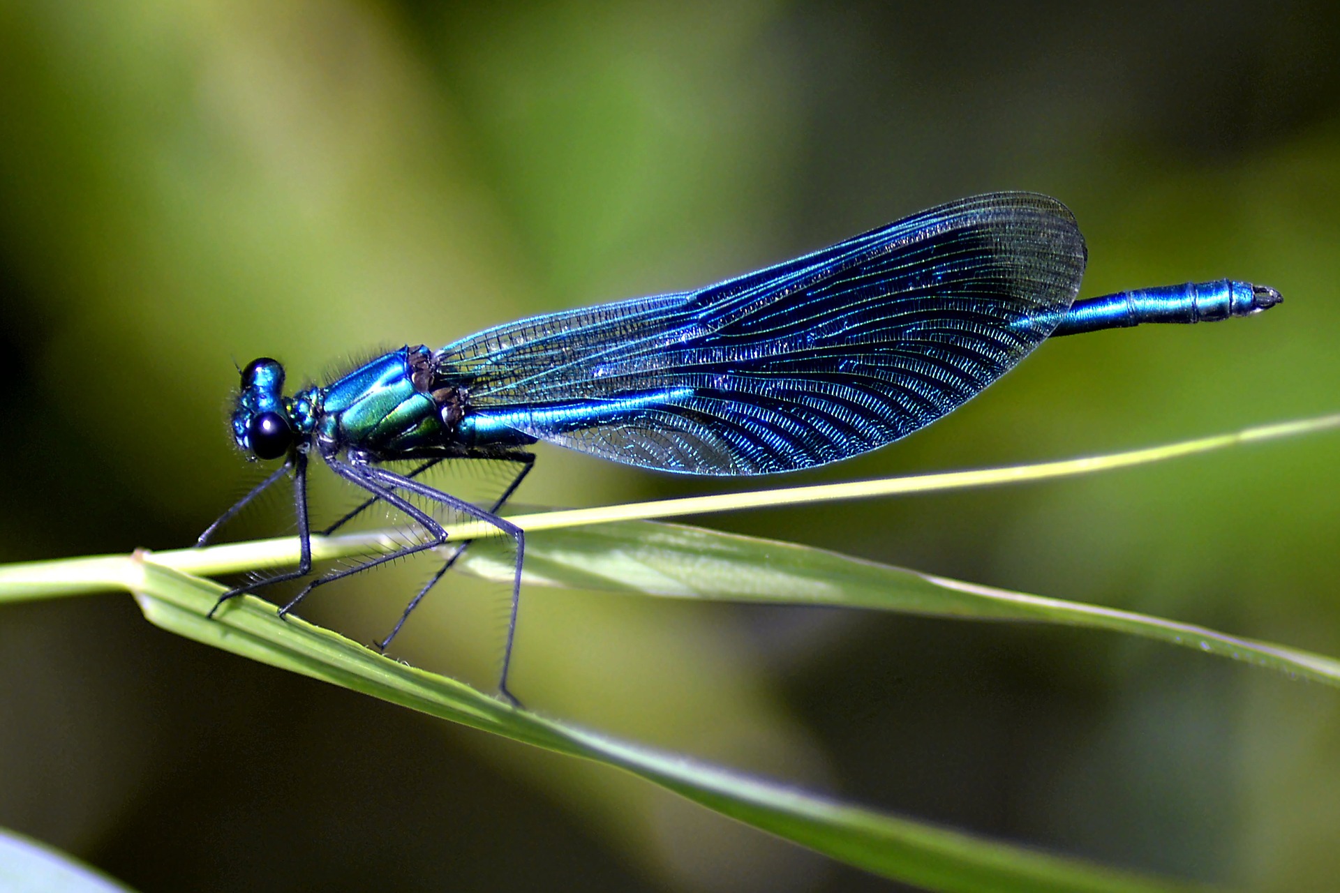 Blue Dragonfly.jpg