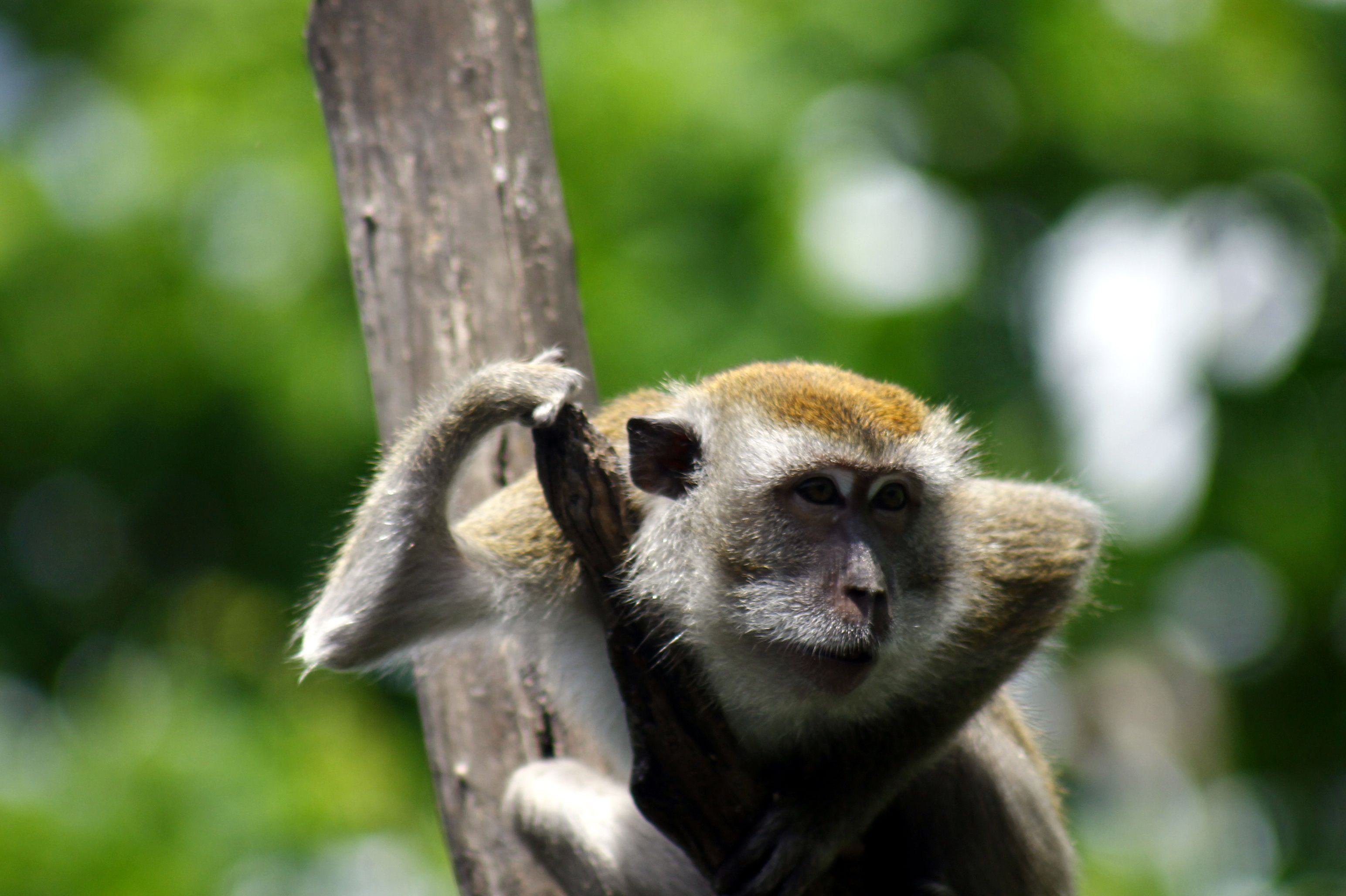 animalphotography monkey business.JPG