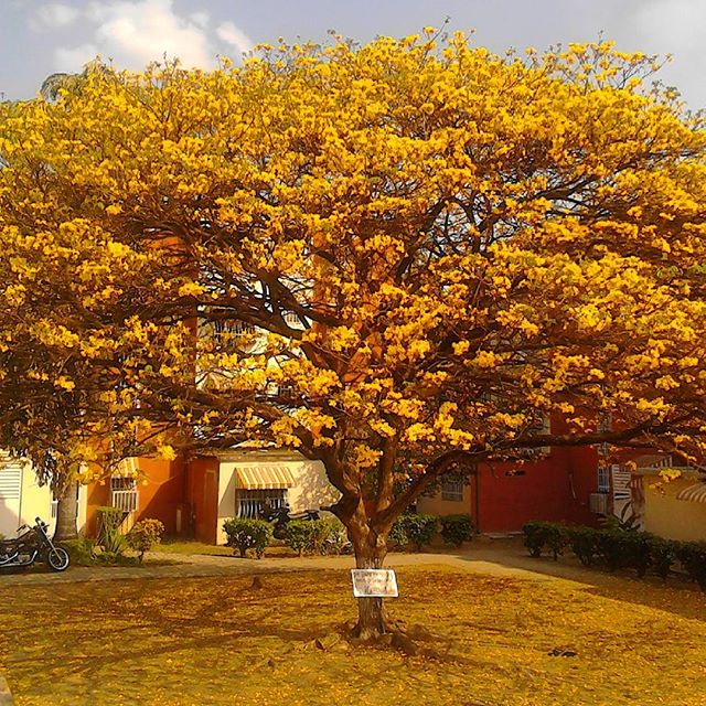 transferencia de dinero web Casa de la carretera El árbol de la flor de oro — Steemit