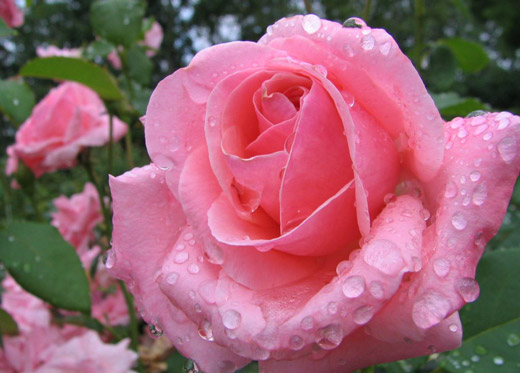 pink rose.jpg