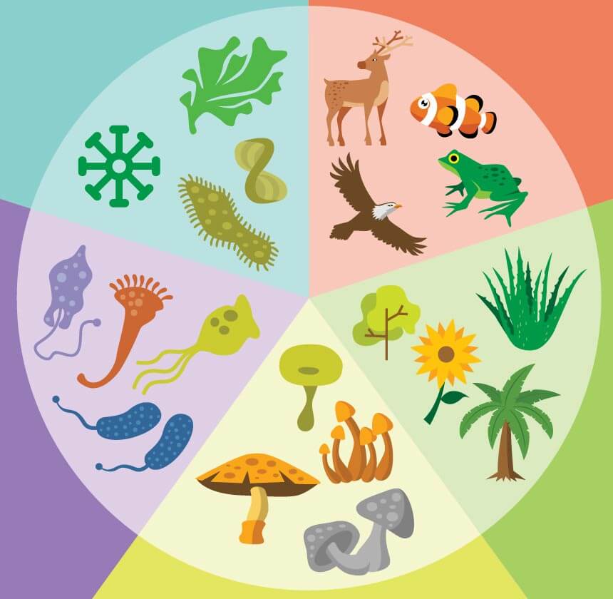 classification of living things 5 kingdoms