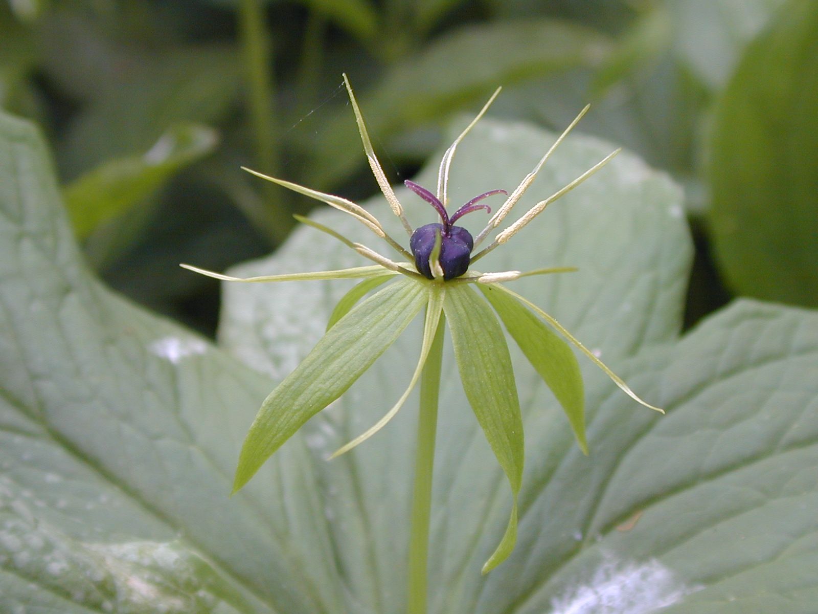 Herb Paris Flower 2.jpg