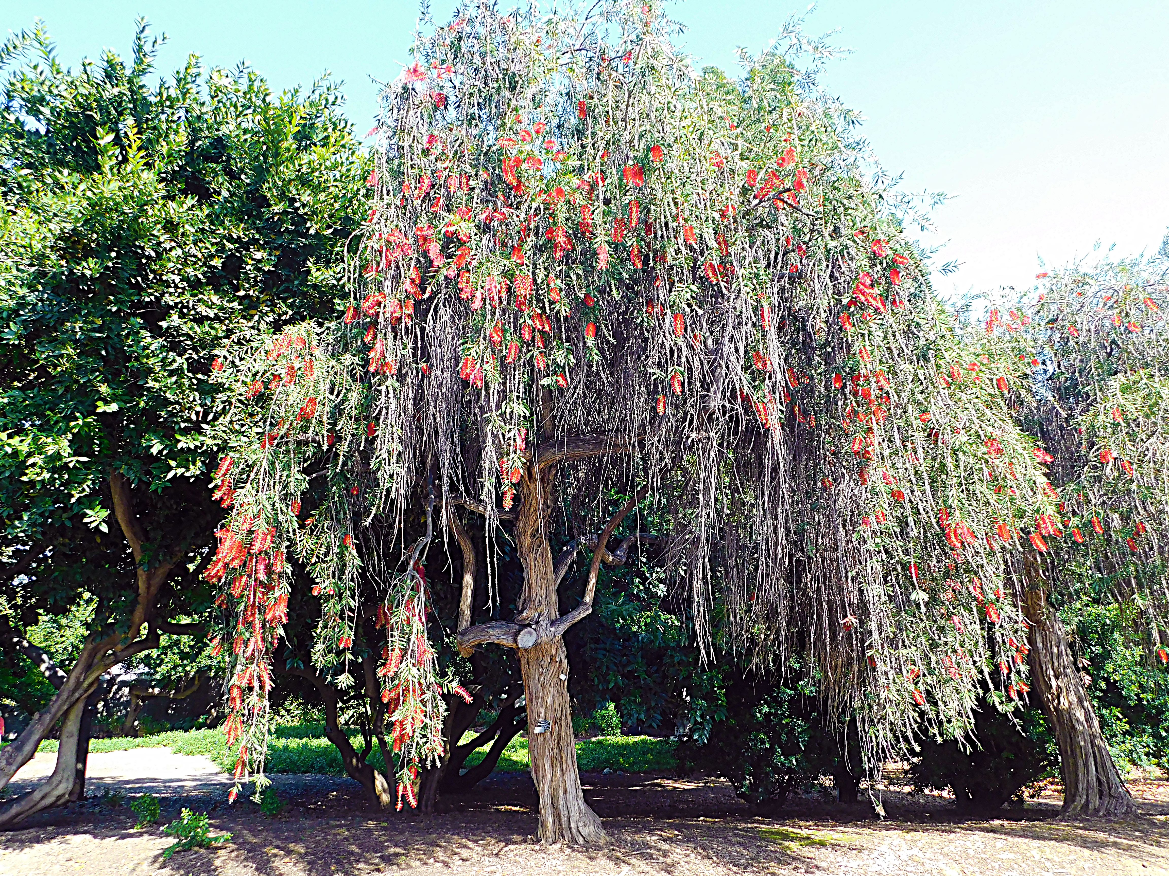 los angeles arboretum, flowers of paradise, birds of paradise, animalphotography, jeronimo rubio (60).JPG