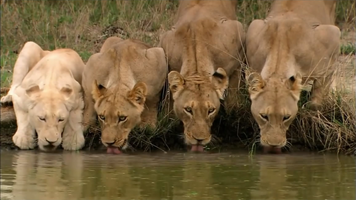 Lion family drinking Water.JPG