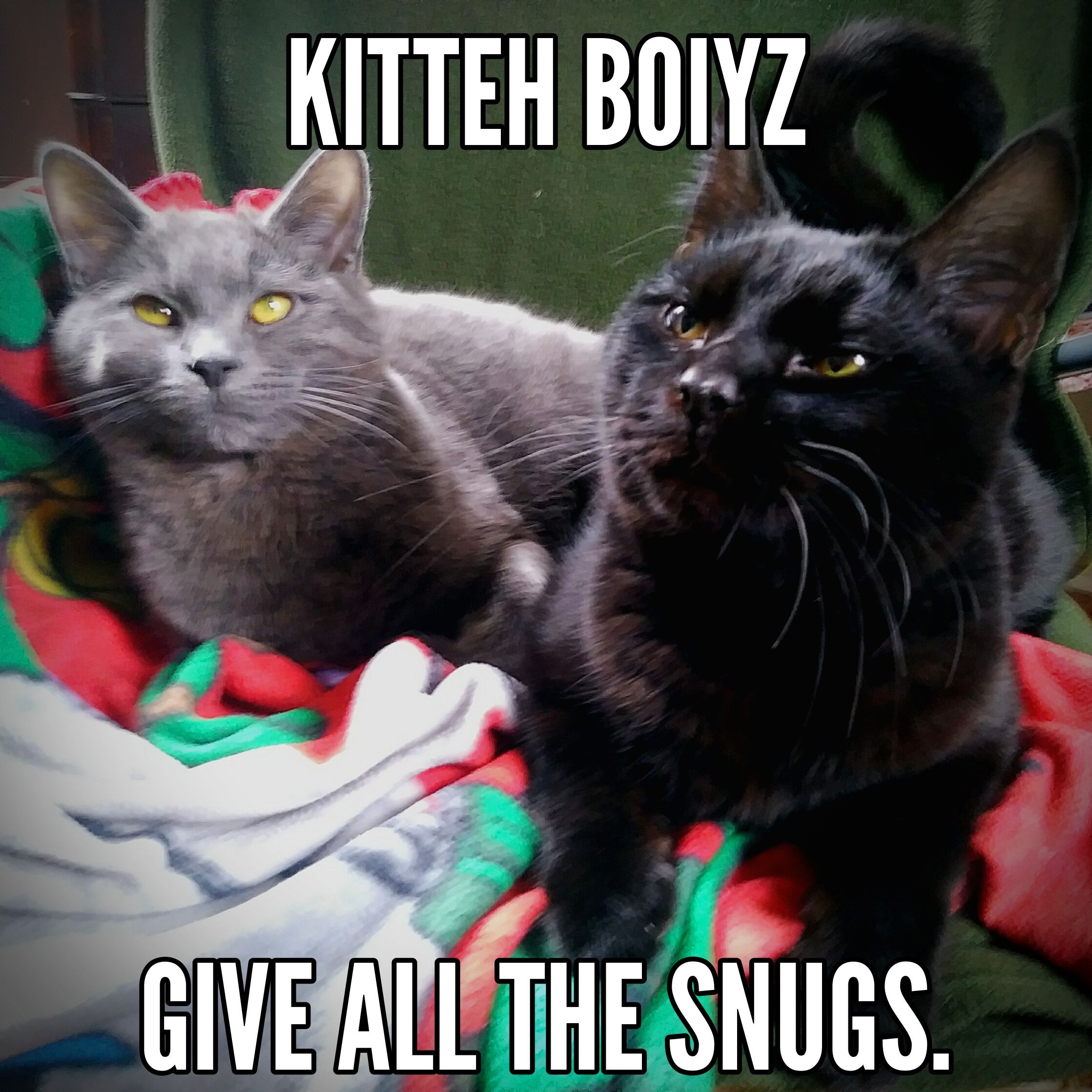 Kitty Snugs Meme.jpg