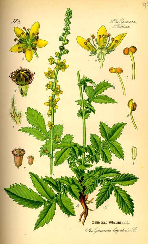 agrimony_botanical_drawing2.jpg