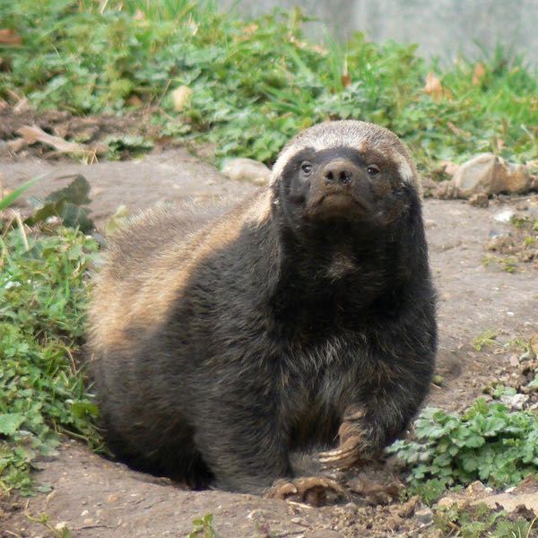 Is Honey Badger The Strongest Animal