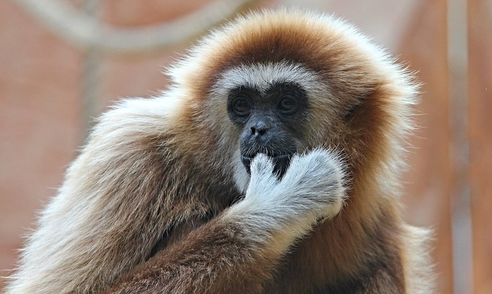 white-handed-gibbon-2476165_960_720.jpg