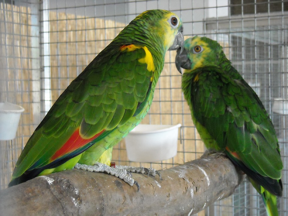 parakeets-957751_960_720.jpg