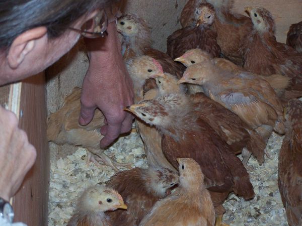 Chicks - 4 weeks2 - playing crop May 09.jpg