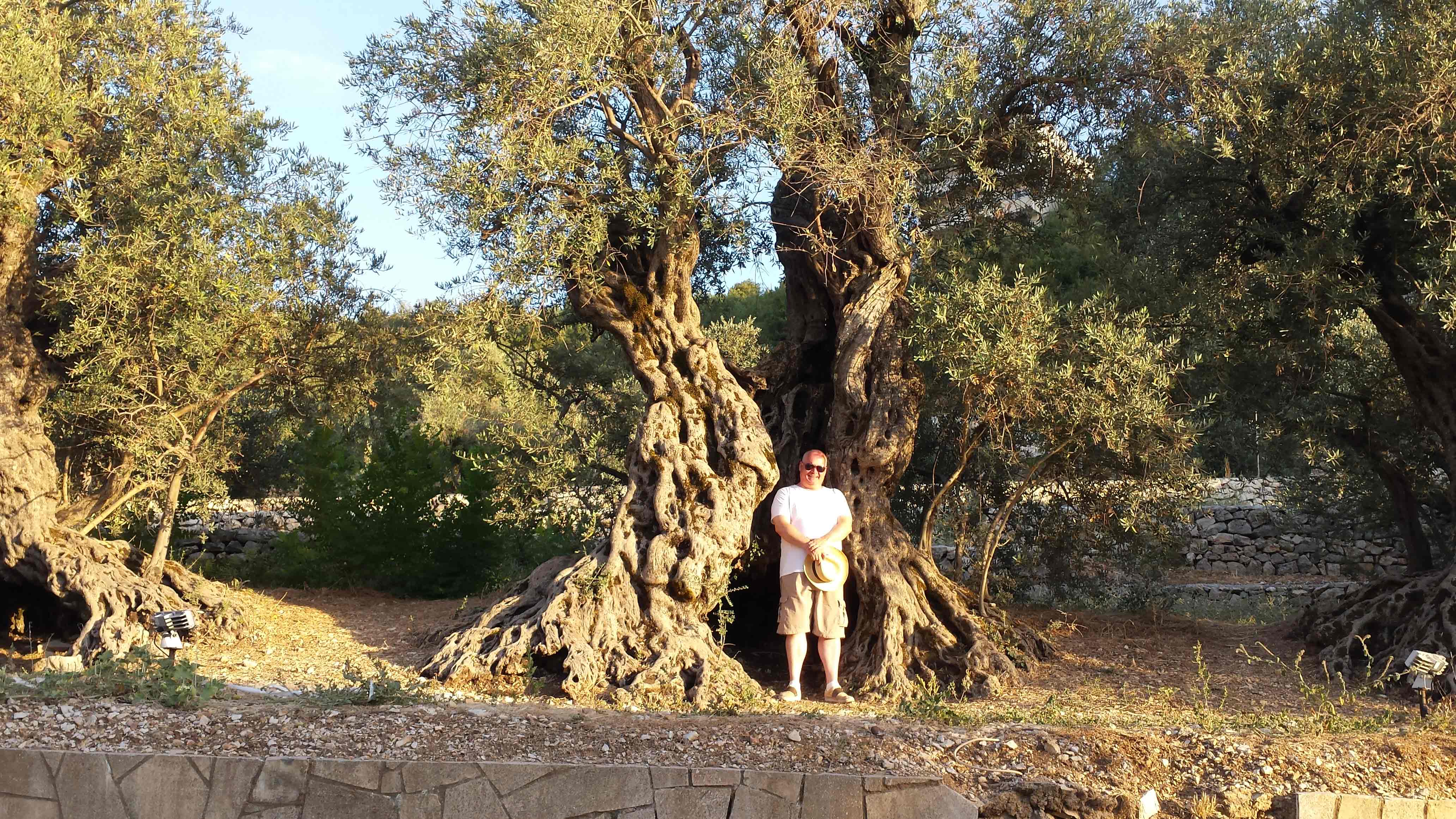 me-in-the-olive-tree.jpg