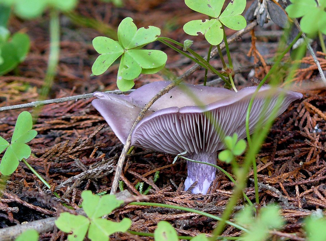 mushroom purple big.jpg