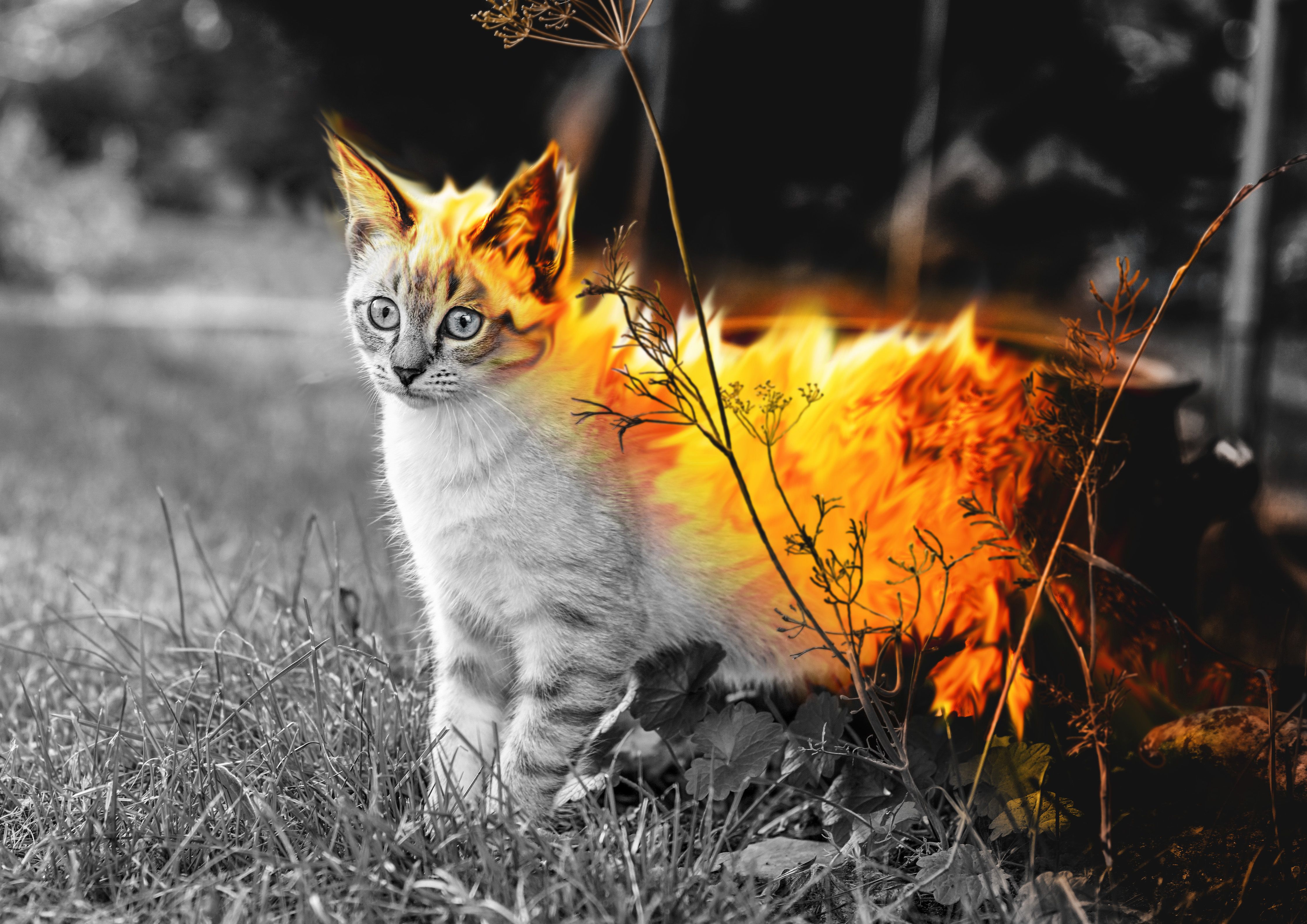 cat-2711799- fire-cover.jpg