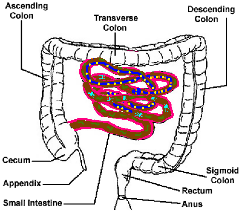 tapeworm.jpg