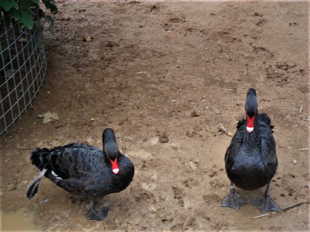BlackSwan1.jpg