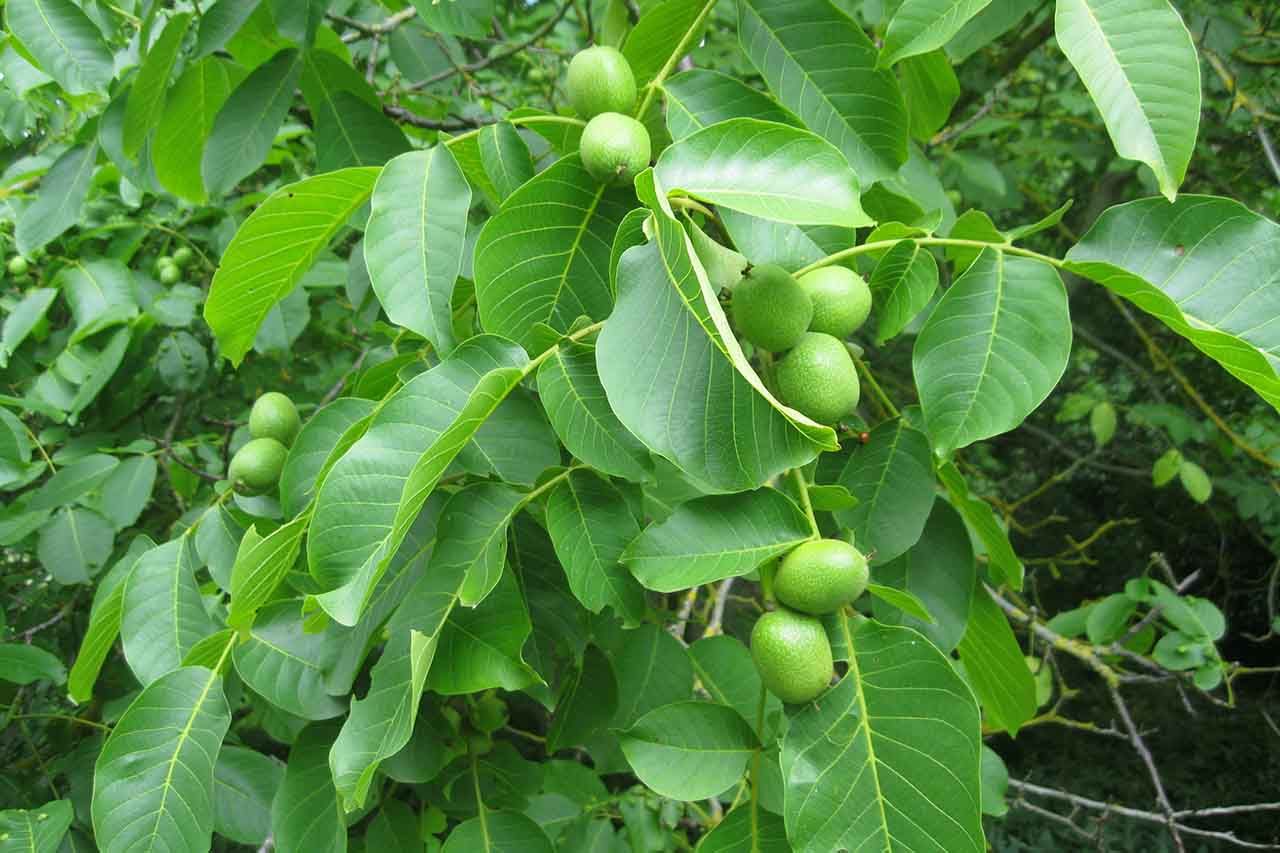 walnut tree 2.jpg
