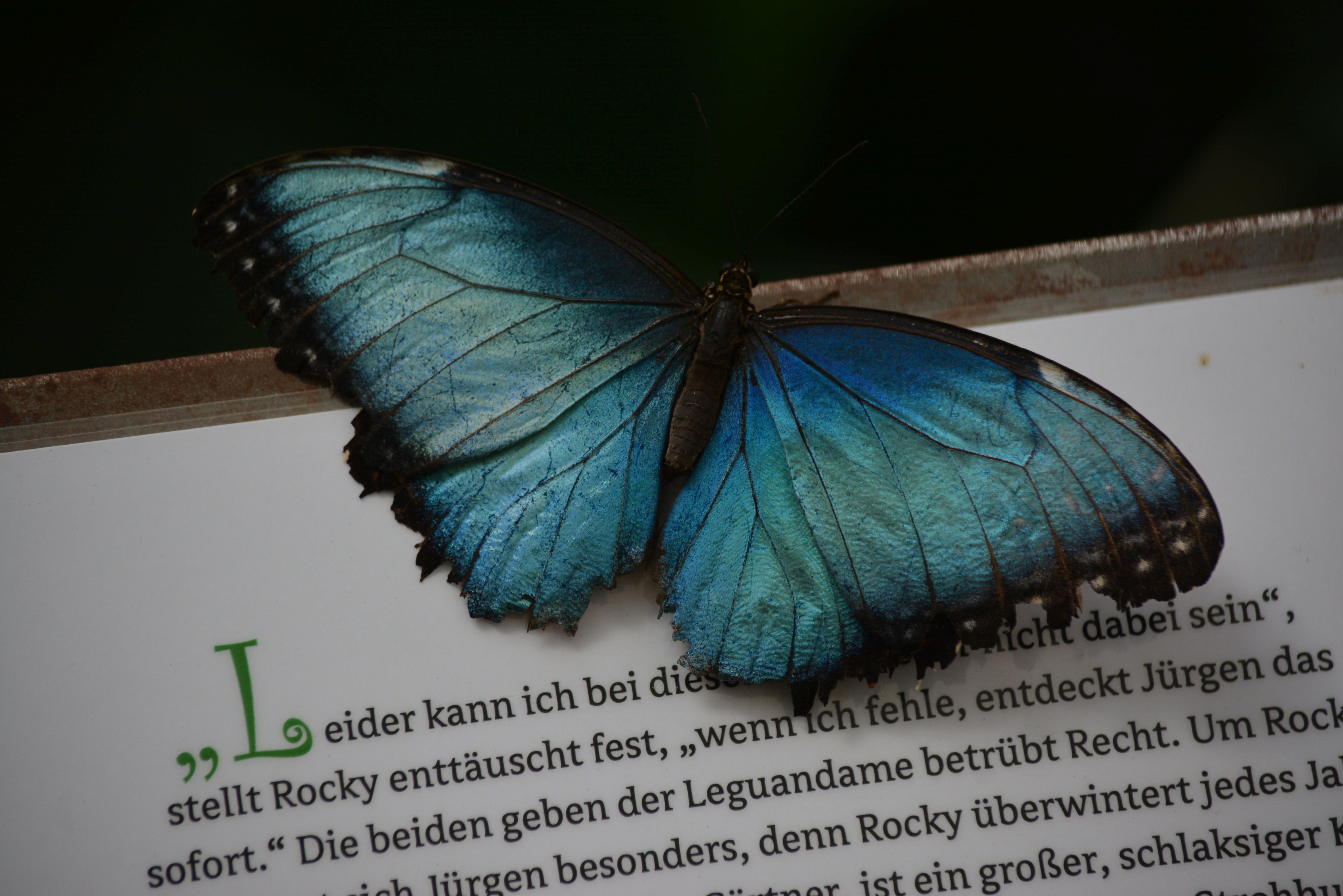 Schmetterling 3.jpg
