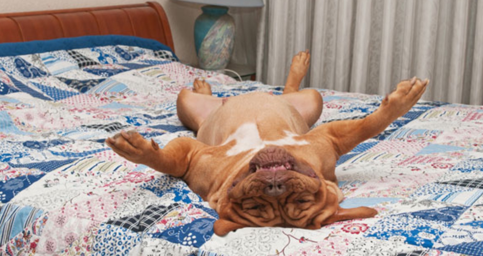 Почему собака спит возле кровати хозяина