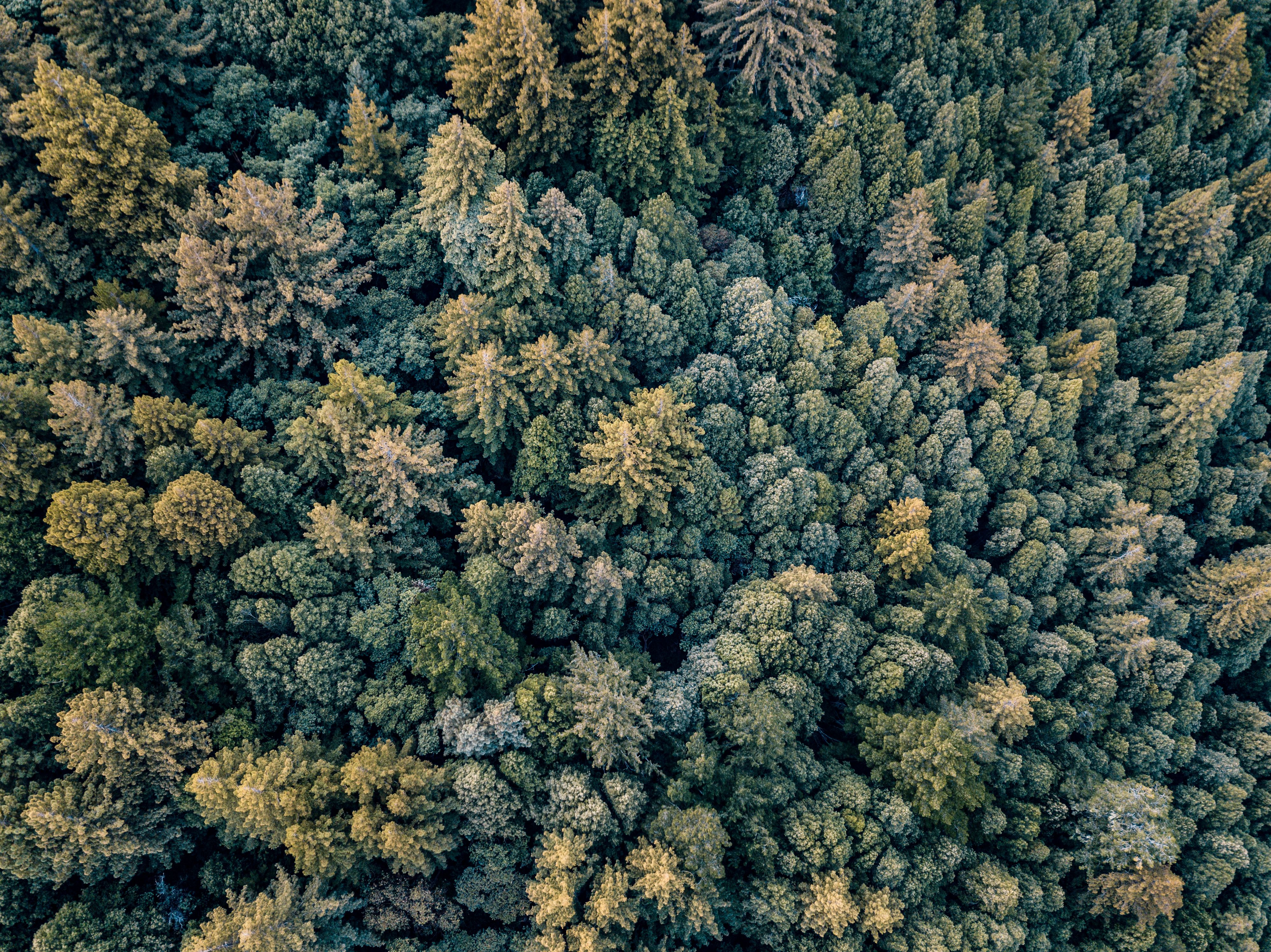 Drone Flight over the Forest in the Santa Cruz Mountains Steemit