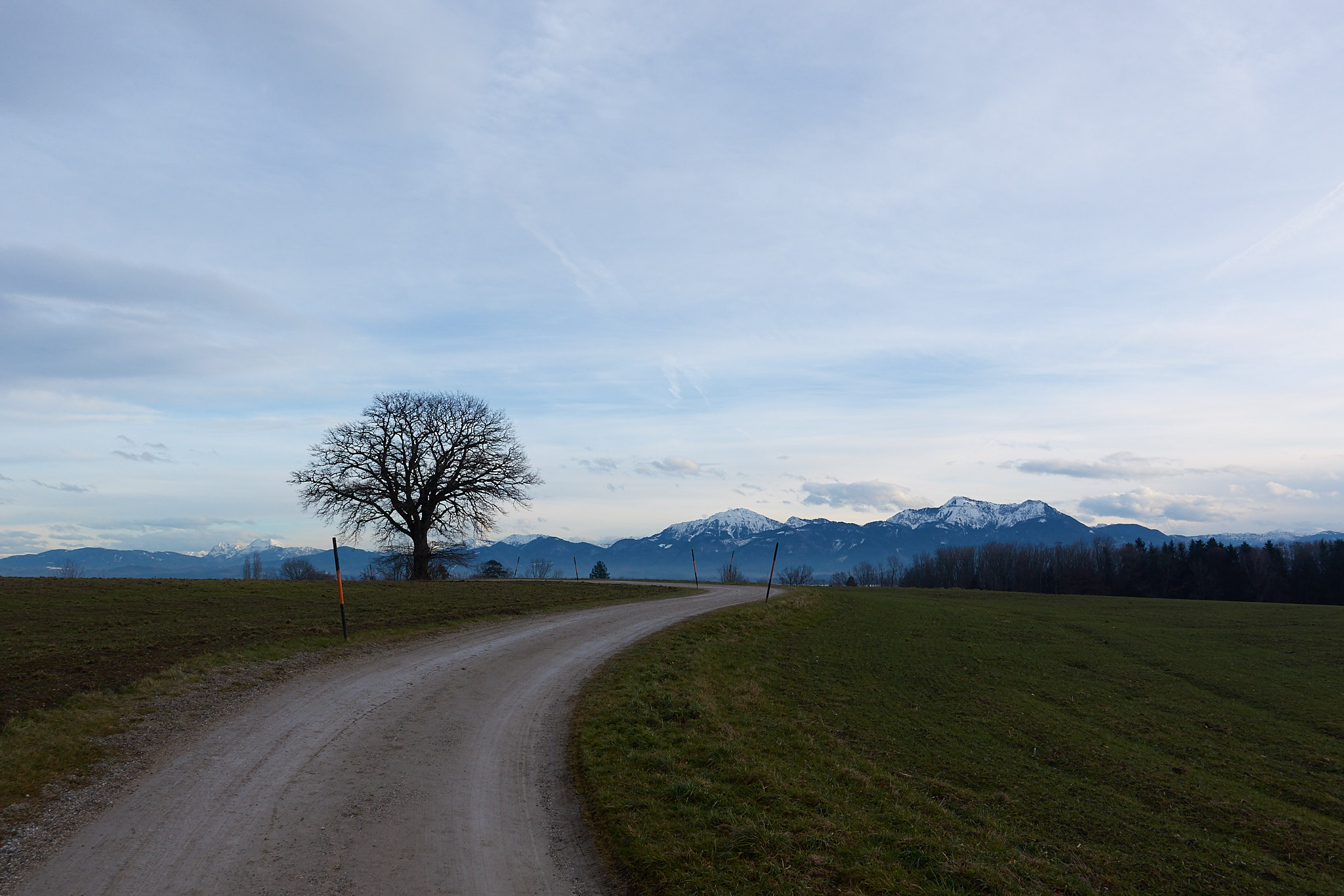 Aisching Tree - Unedited Photo by Thomas Järvinen.jpg