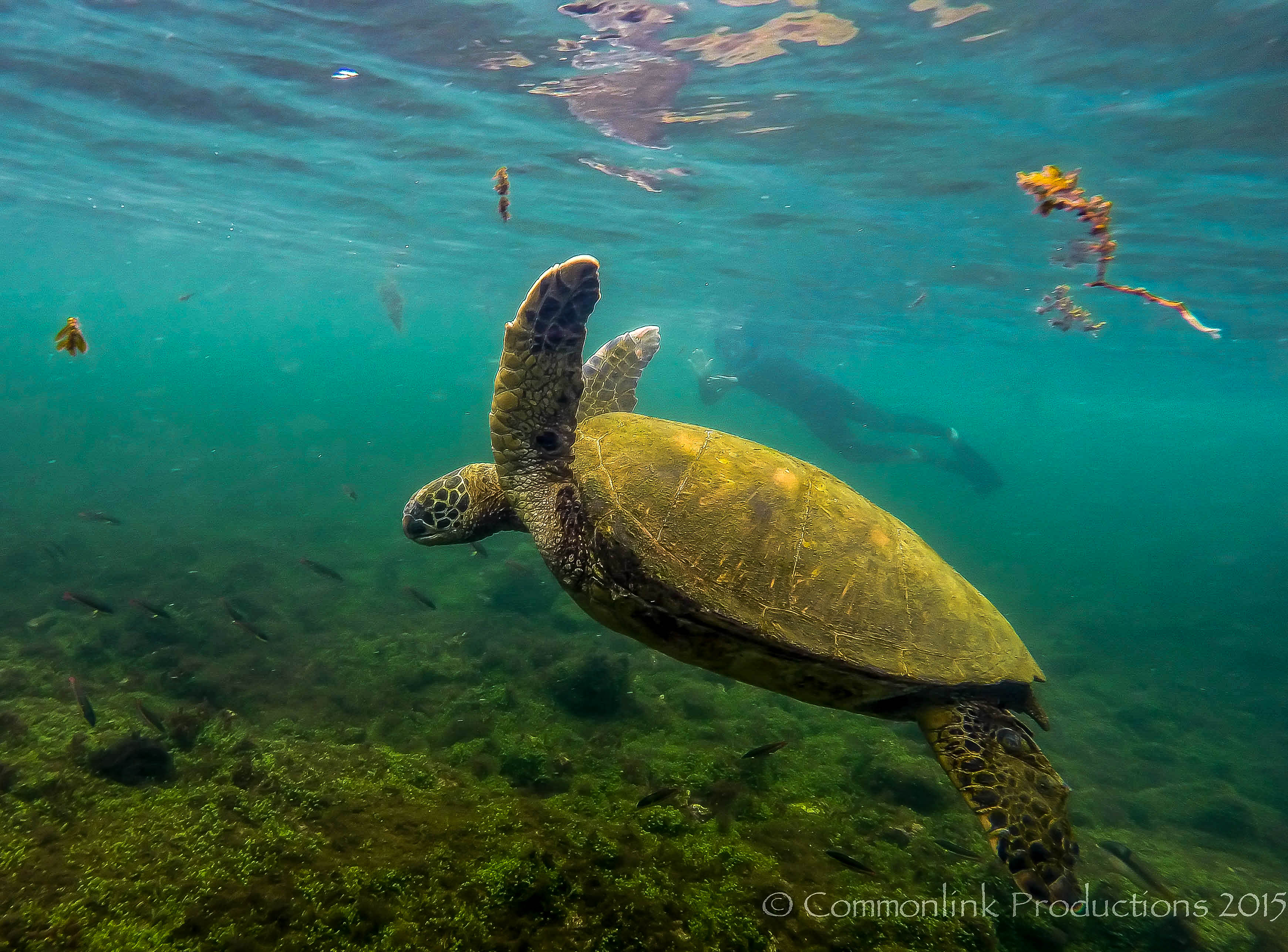 turtle diving galapagos.jpg