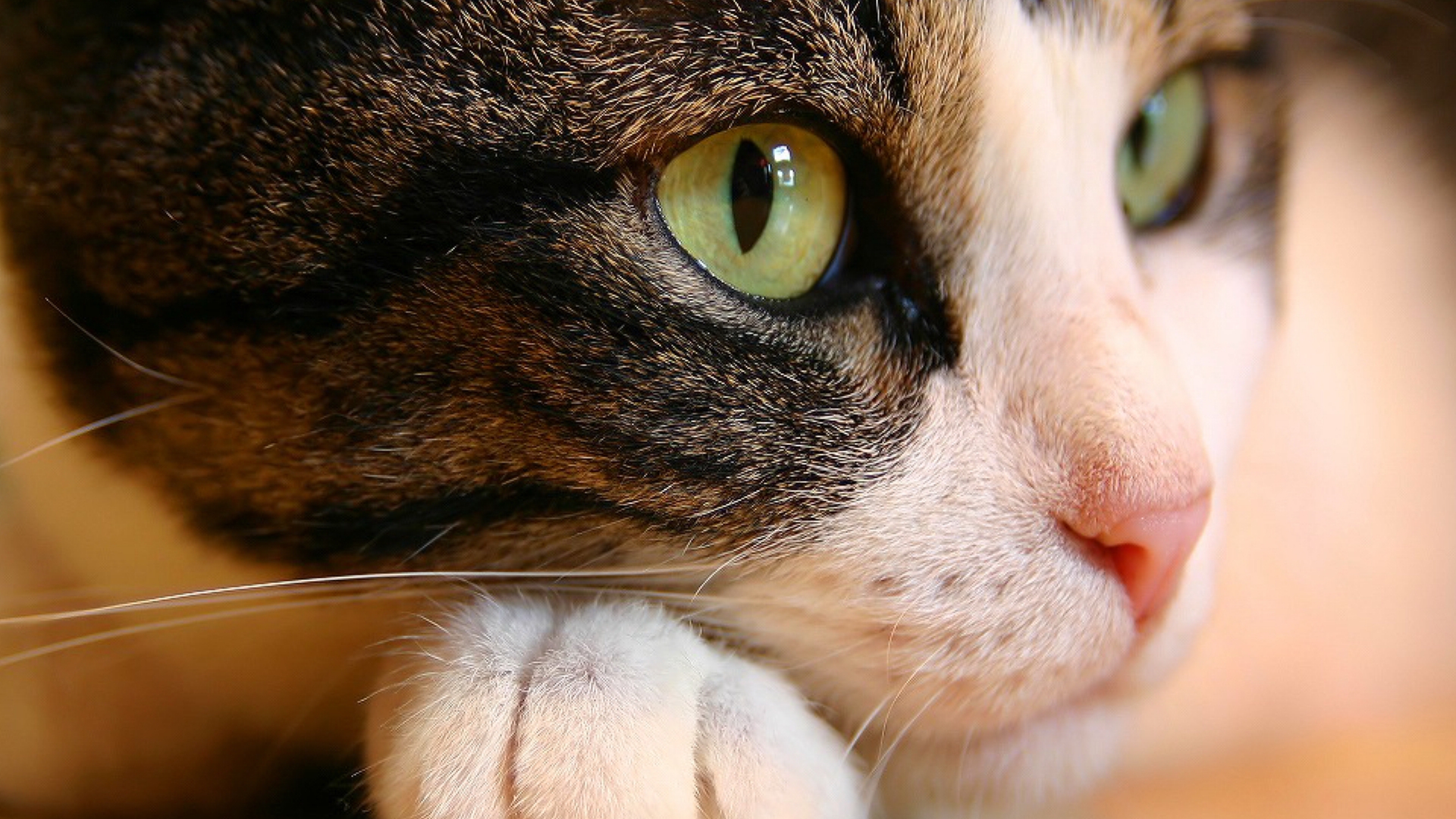 cat_eyes-HD.jpg