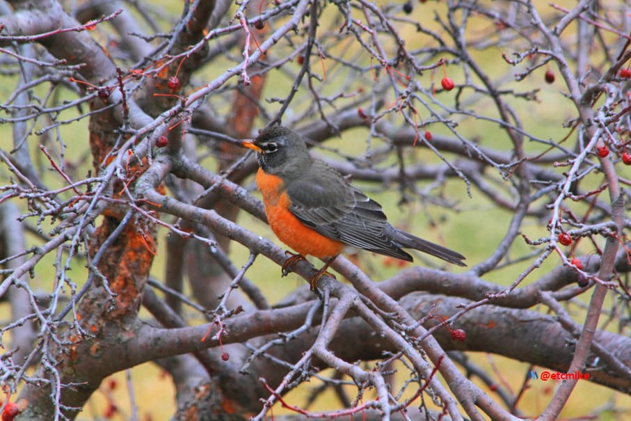 american robin PFW19-11sat.JPG