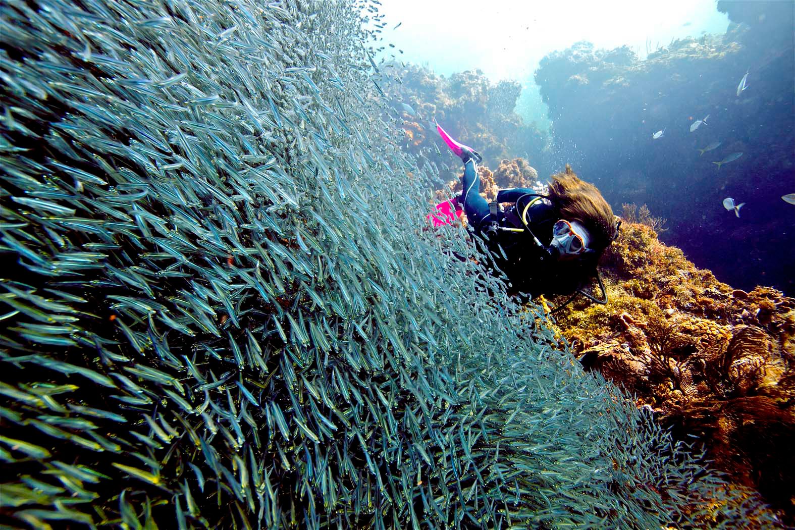 buceo_peces.jpg