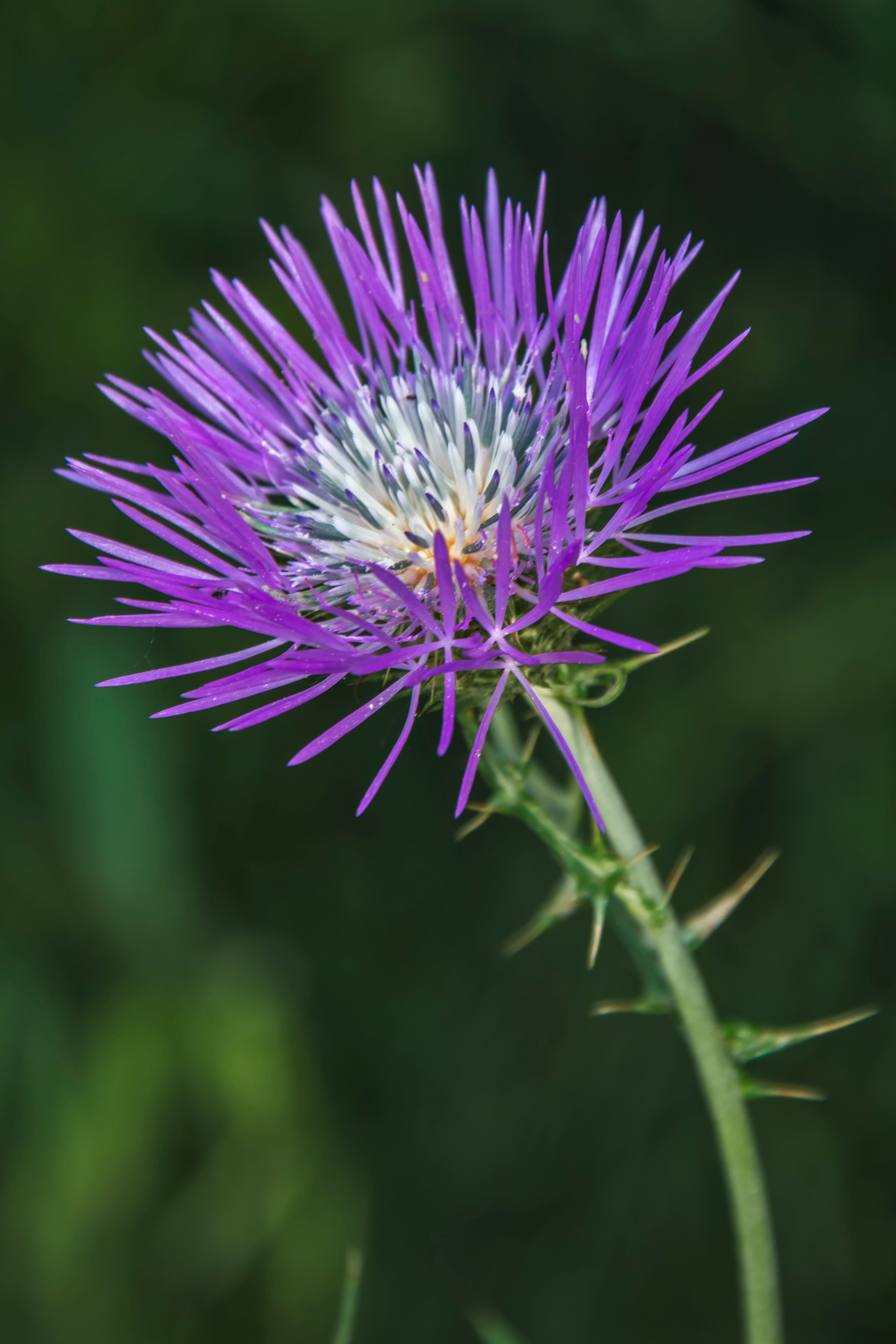 DSC_0646.jpg
