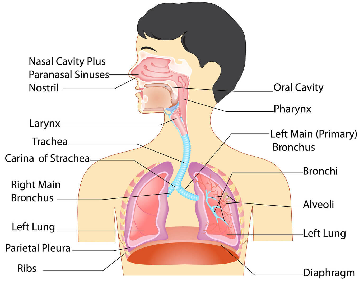 respiratory-system3.jpg