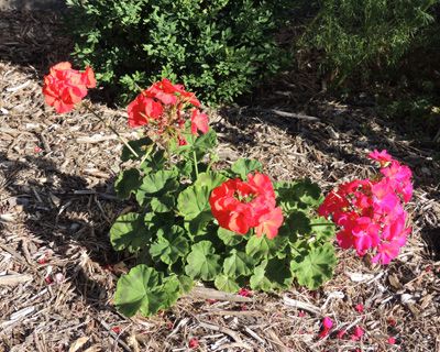 geranium-flower.jpg