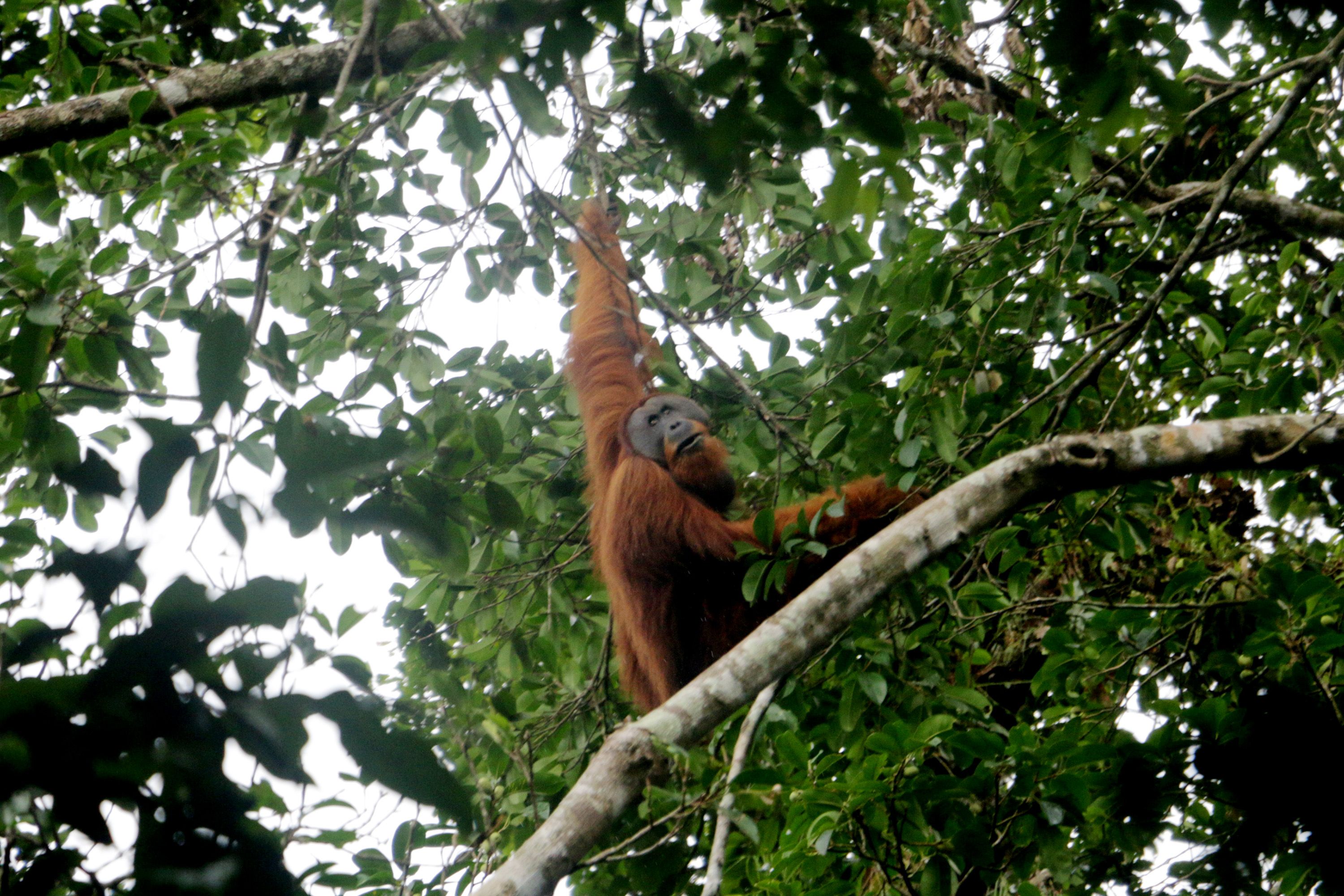 20170522AINFoto Pekan Ini_Leuser yang Mempesona-6.jpg