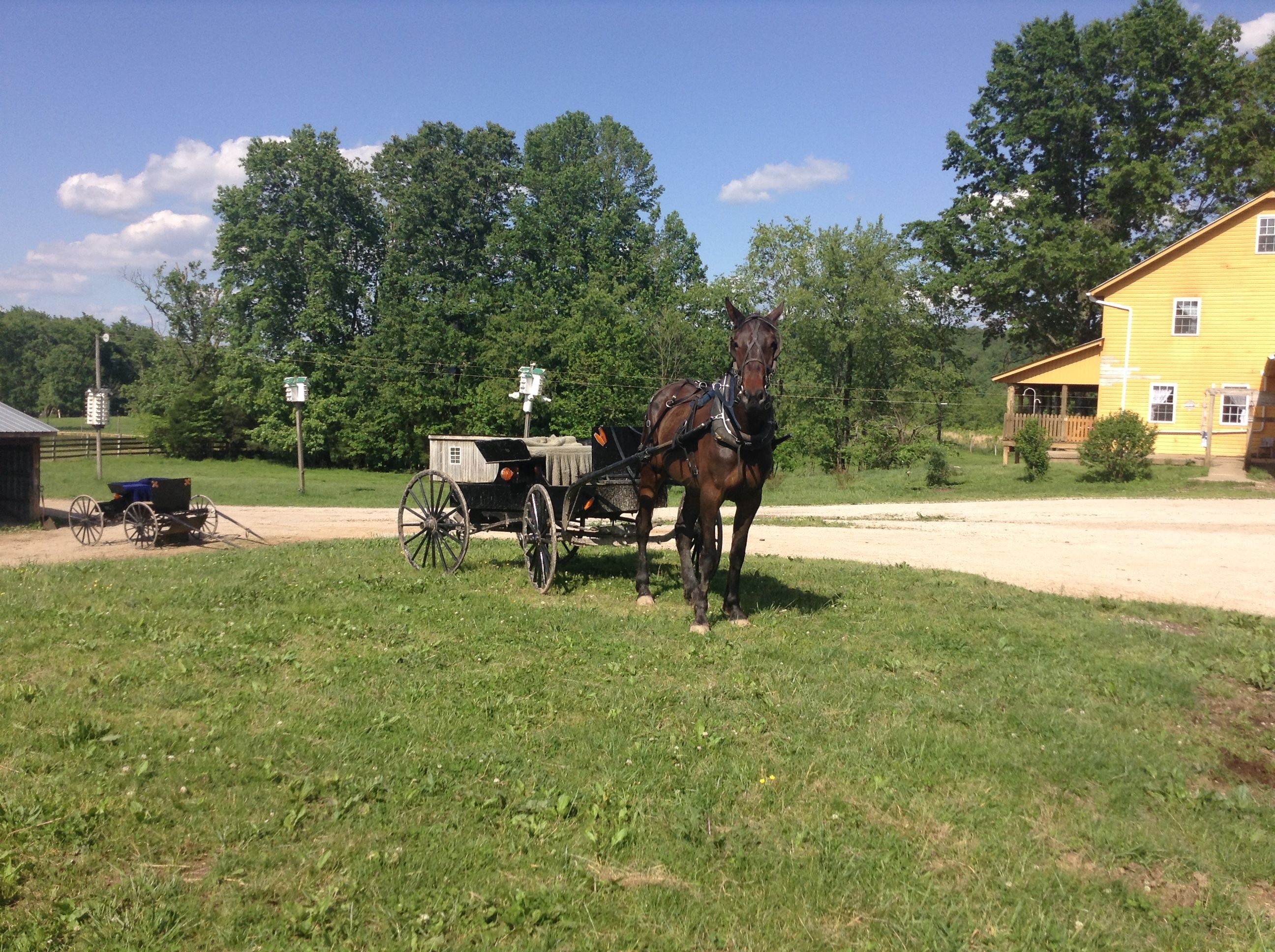 sam girod farm horse and buggy.jpg