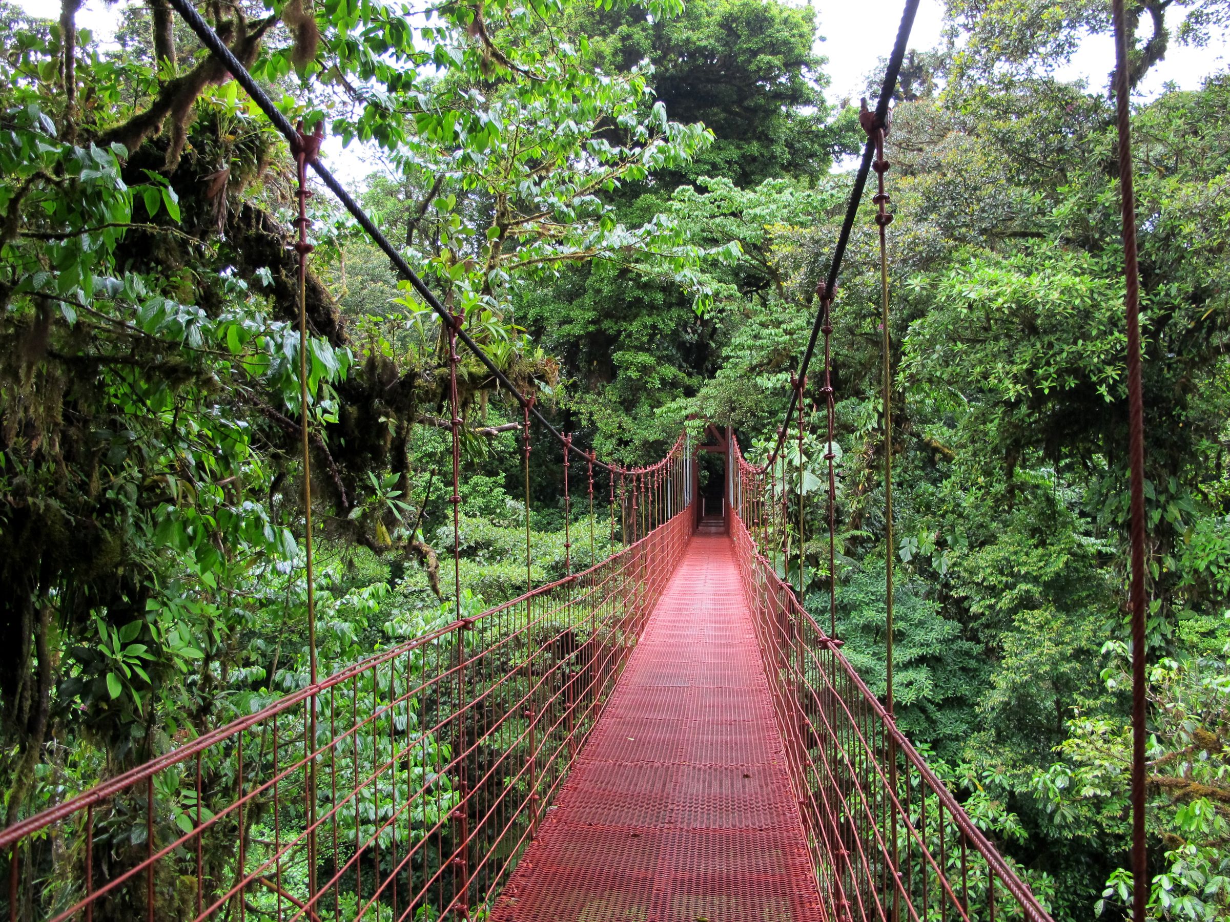 Monteverde_puente.jpg