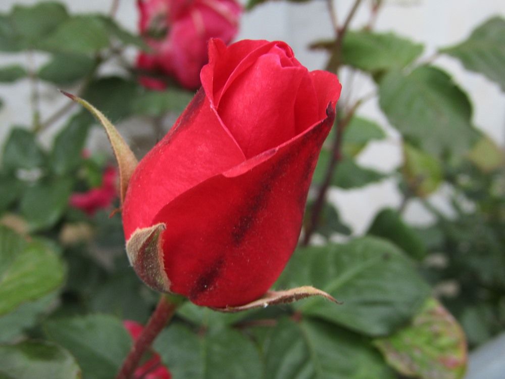 Red rose bu.JPG